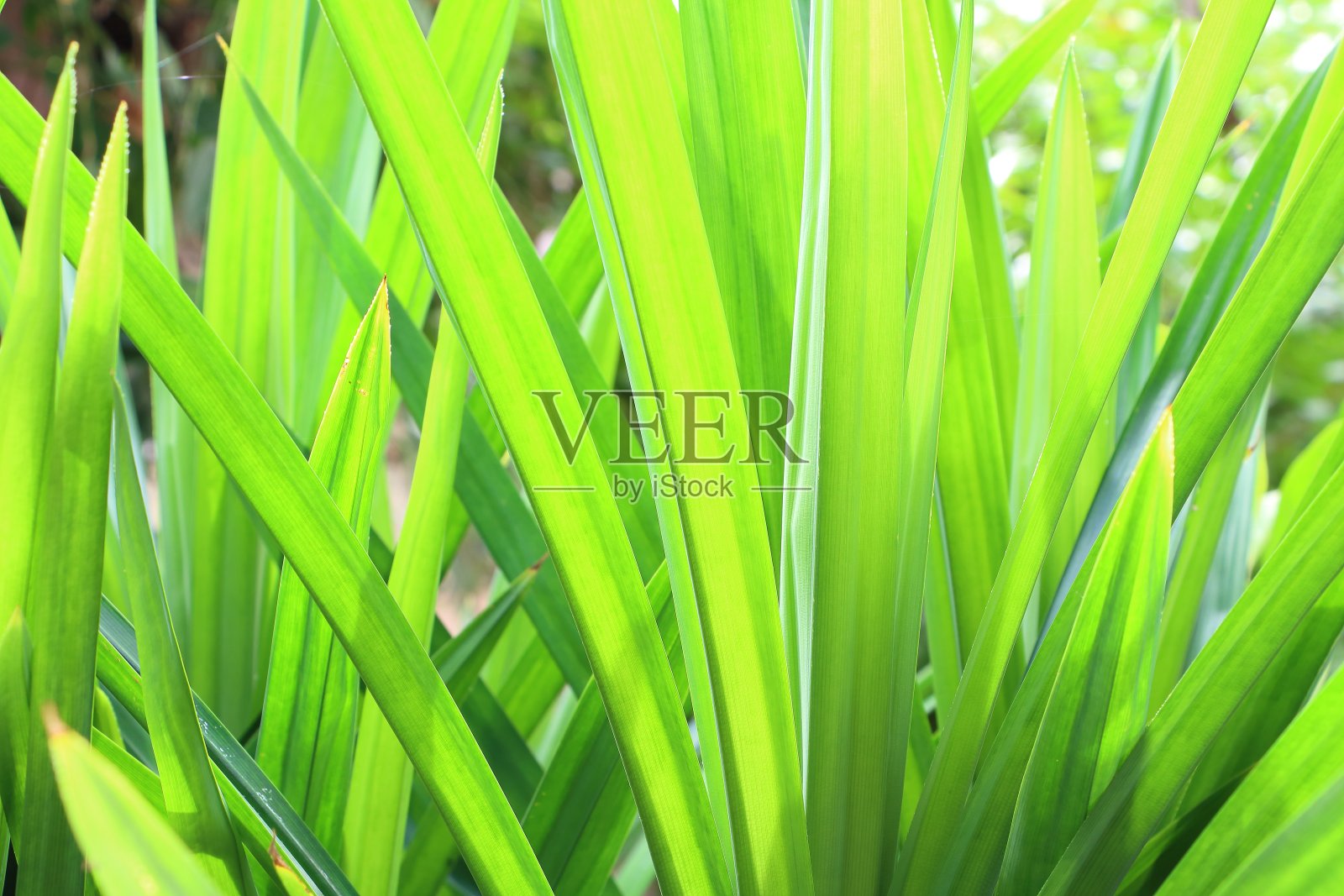 绿色植物照片摄影图片