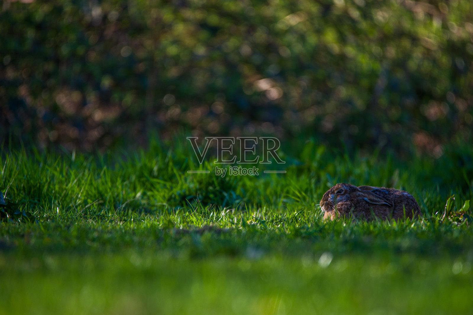 睡觉的兔子照片摄影图片