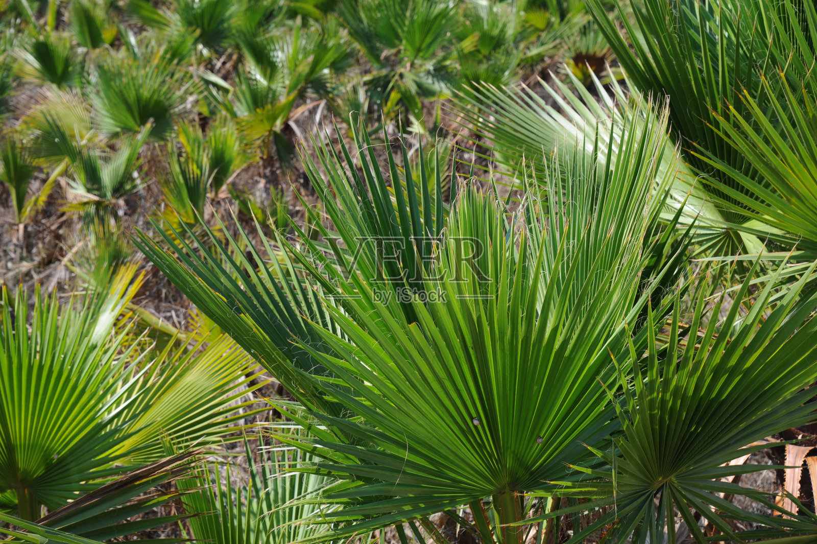 帕尔梅恩布特 - 西班牙照片摄影图片