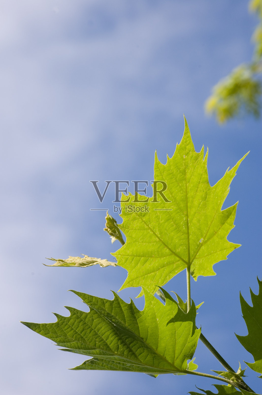 背景,枫叶照片摄影图片