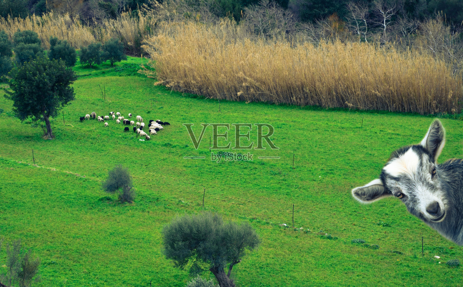 好奇的小山羊。照片摄影图片