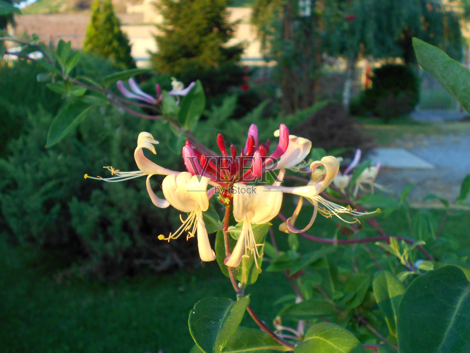 意大利忍冬花(忍冬)照片摄影图片