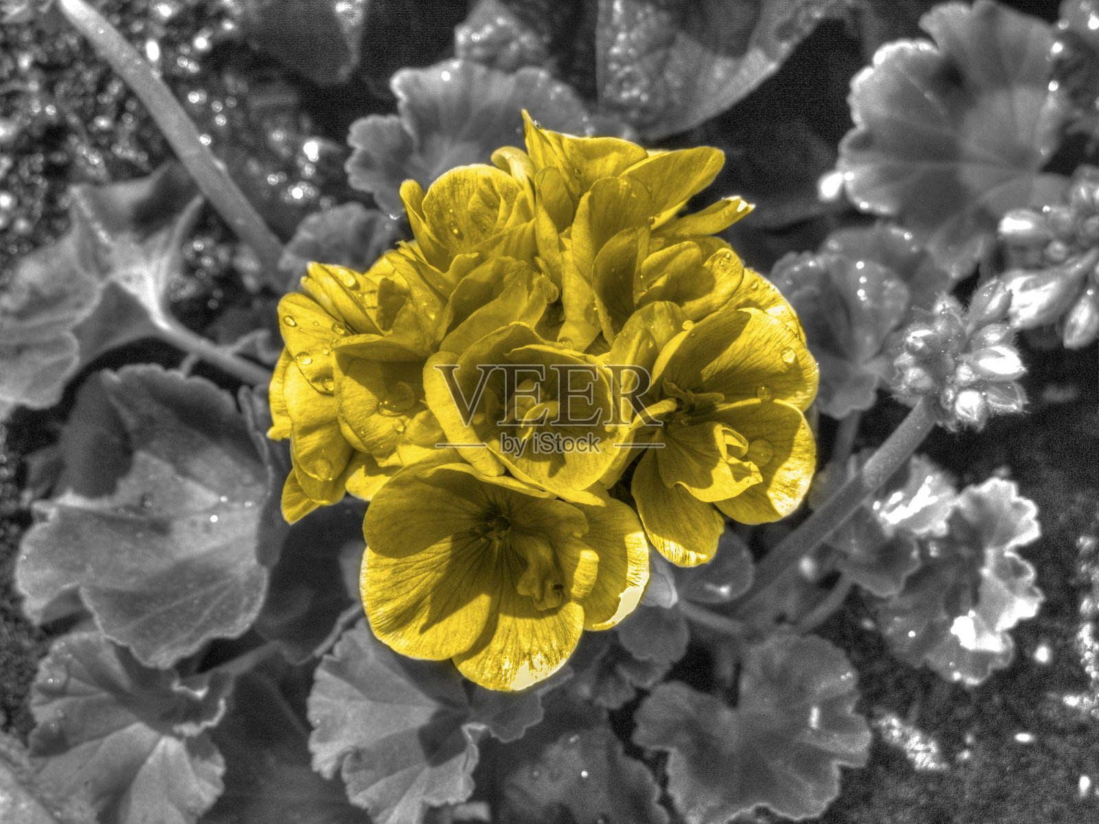 花与黄色的花在黑白色照片摄影图片