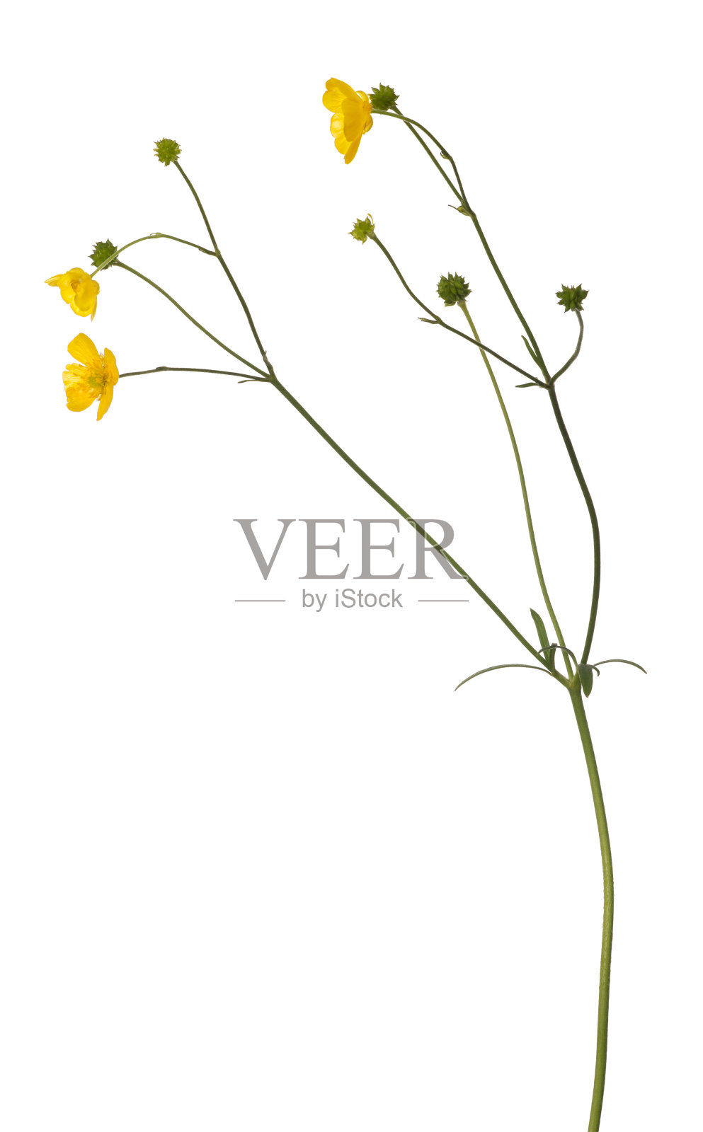 野生孤立黄毛茛花照片摄影图片