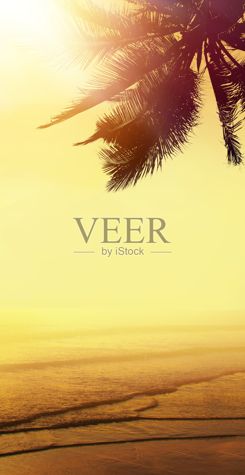 热带海滩的风景。设计横幅背景。椰树照片摄影图片