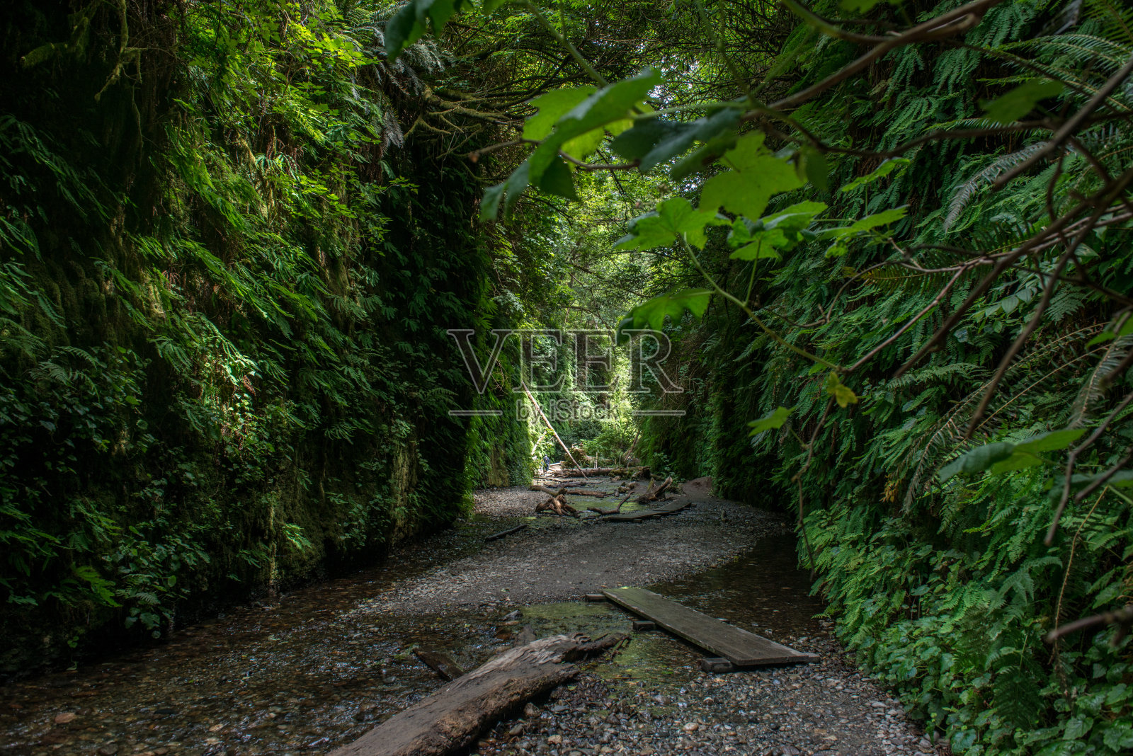 蕨类植物的峡谷照片摄影图片