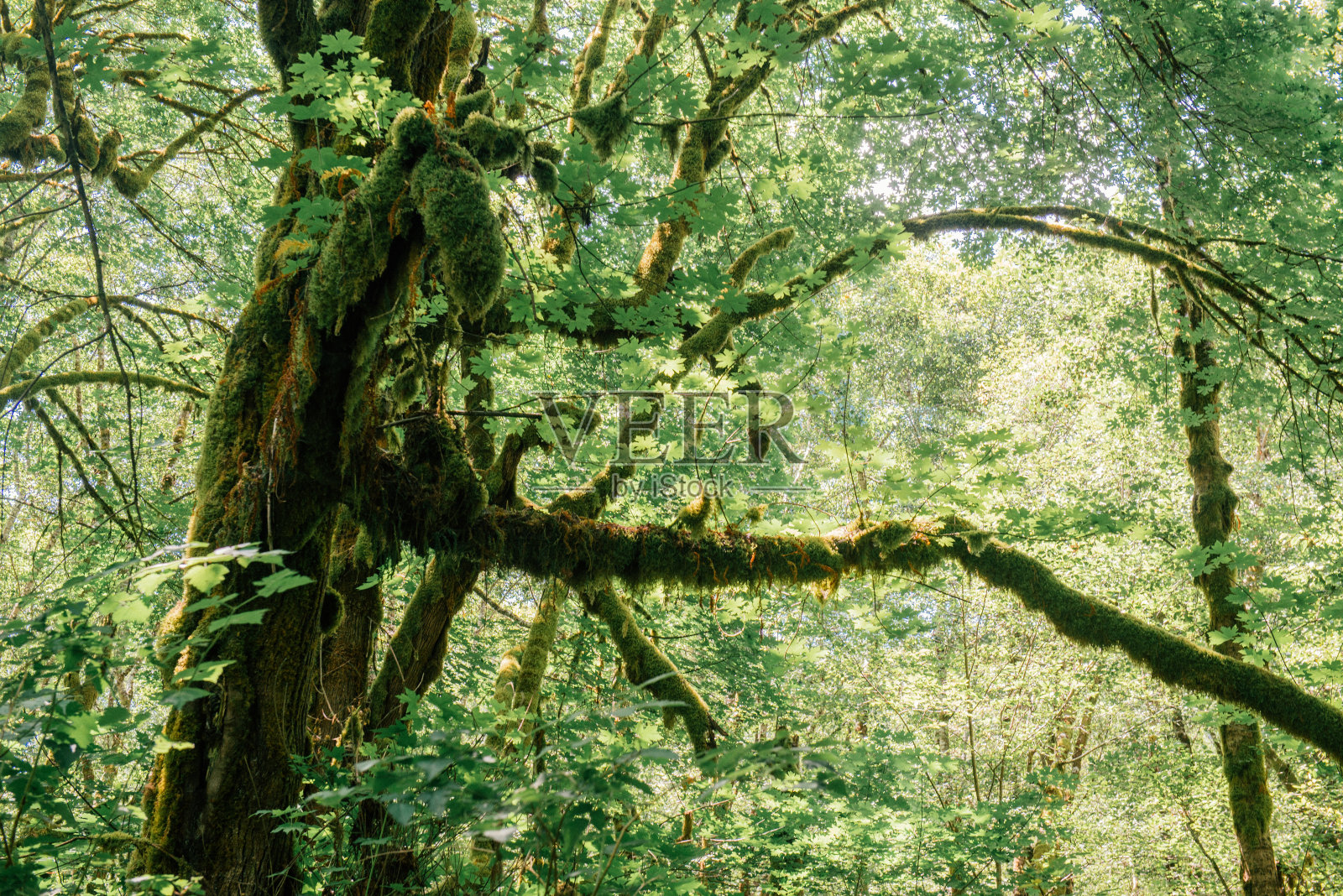蕨类植物的峡谷照片摄影图片