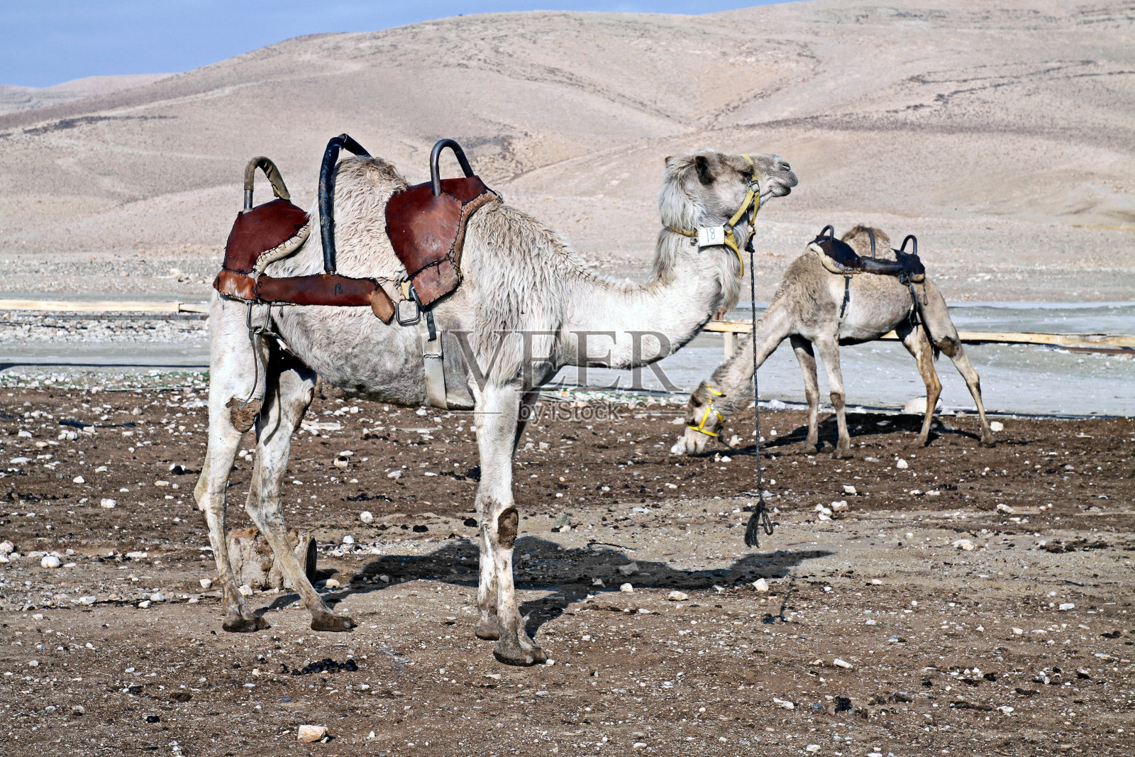 沙漠中的骆驼照片摄影图片