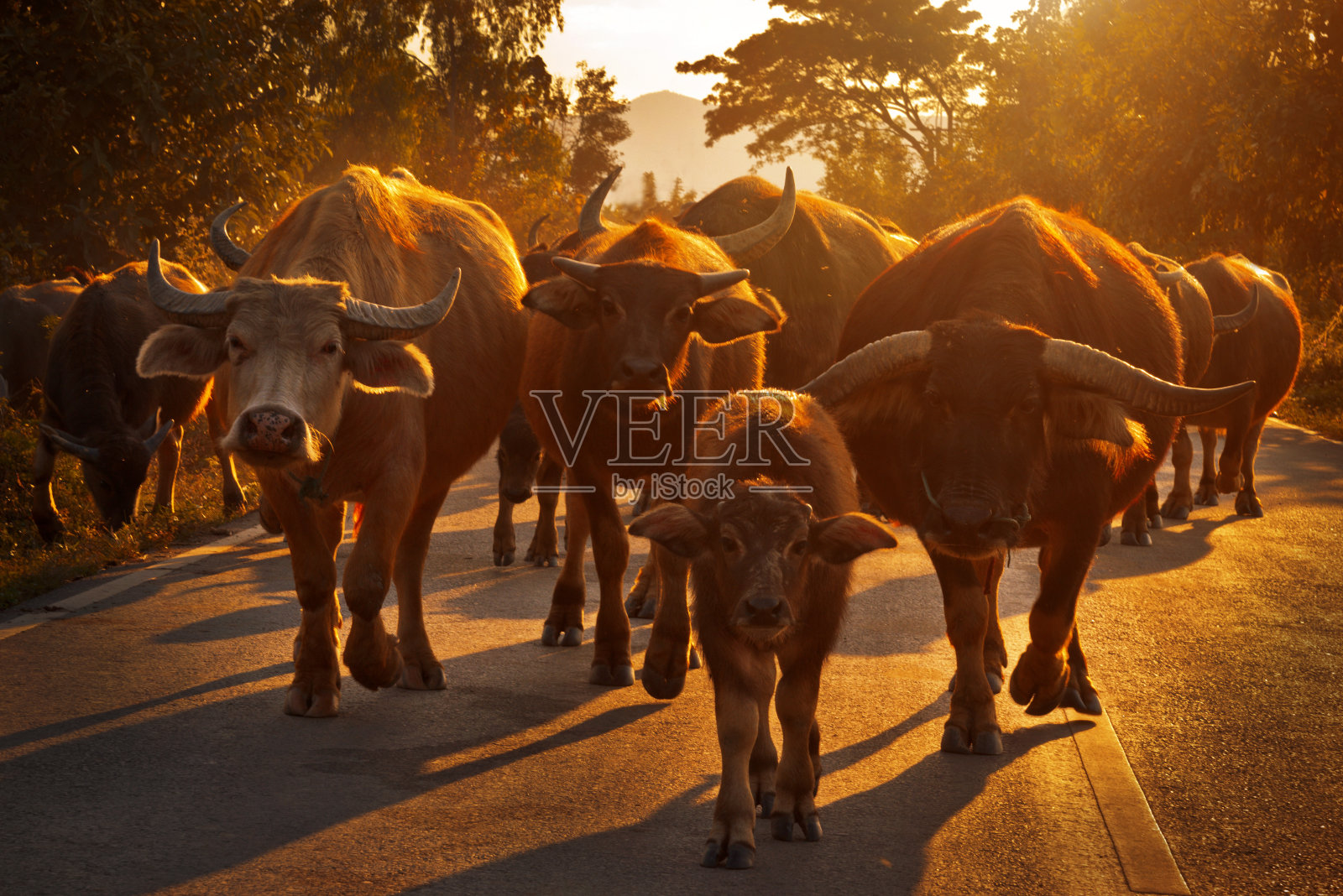 水牛在傍晚聚集在一起。照片摄影图片