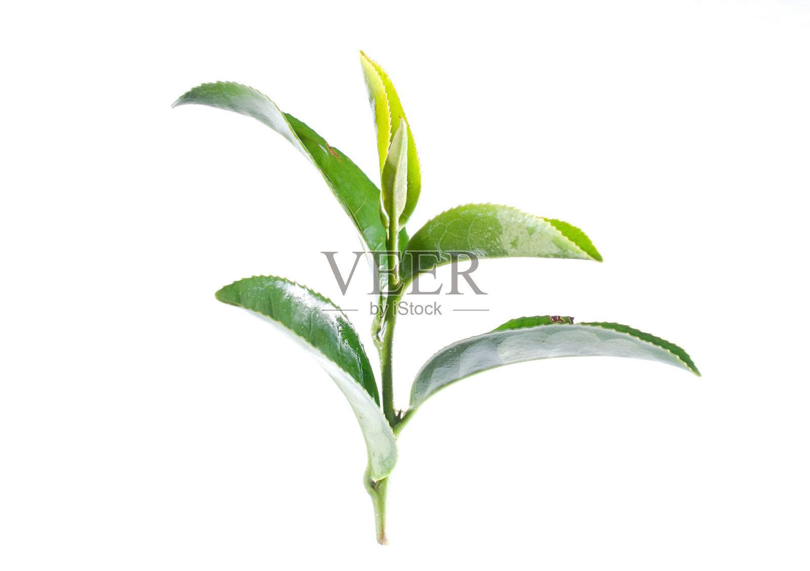 在白色的背景上，绿茶的叶子越来越近了照片摄影图片