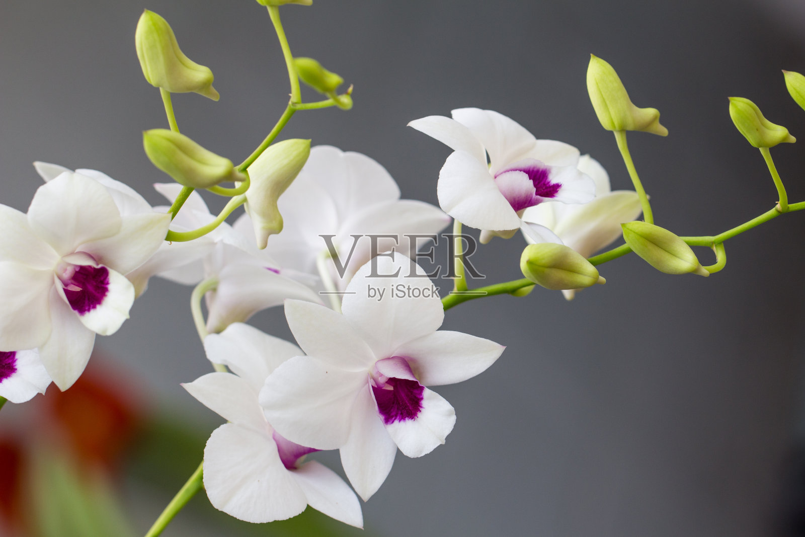 白莲照片摄影图片