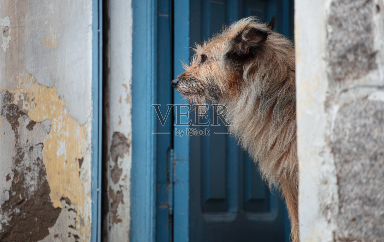 狗的日子照片摄影图片