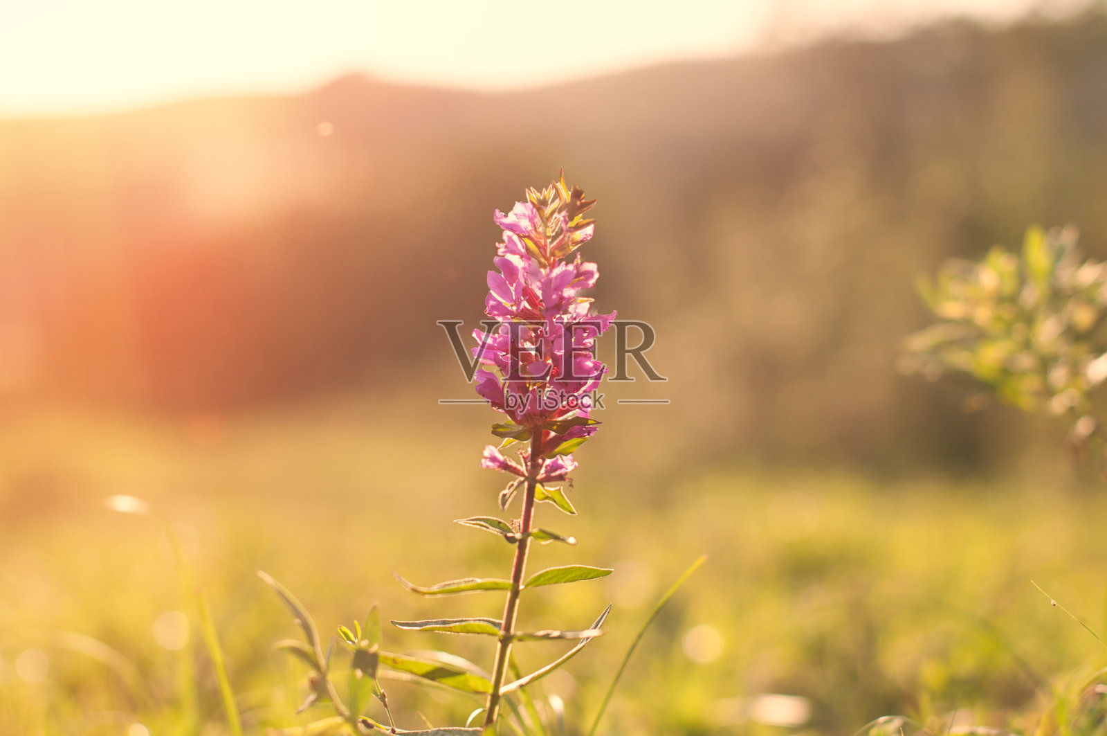 艾丽卡照片摄影图片