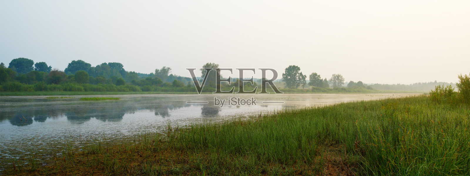 清晨池塘的夏日景色。照片摄影图片