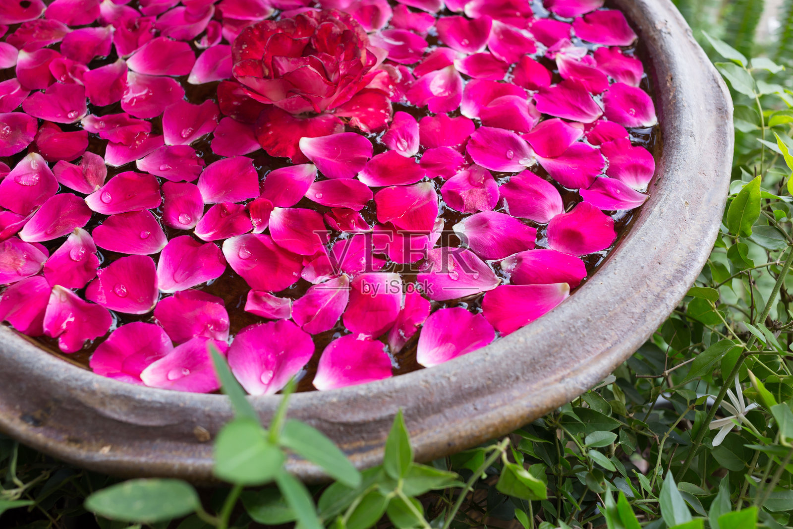 红玫瑰花瓣漂浮在碗盆里照片摄影图片