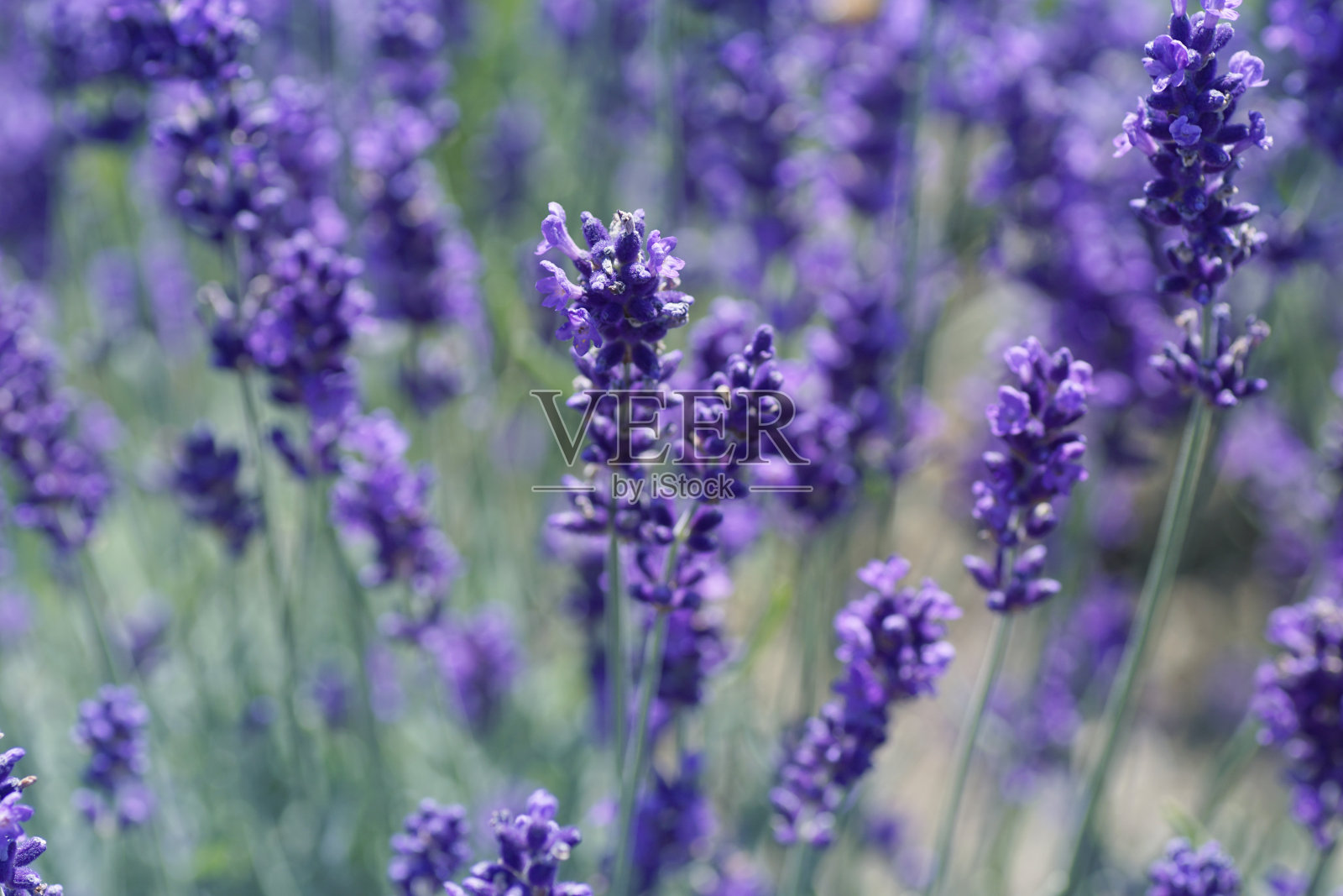 薰衣草花特写照片摄影图片