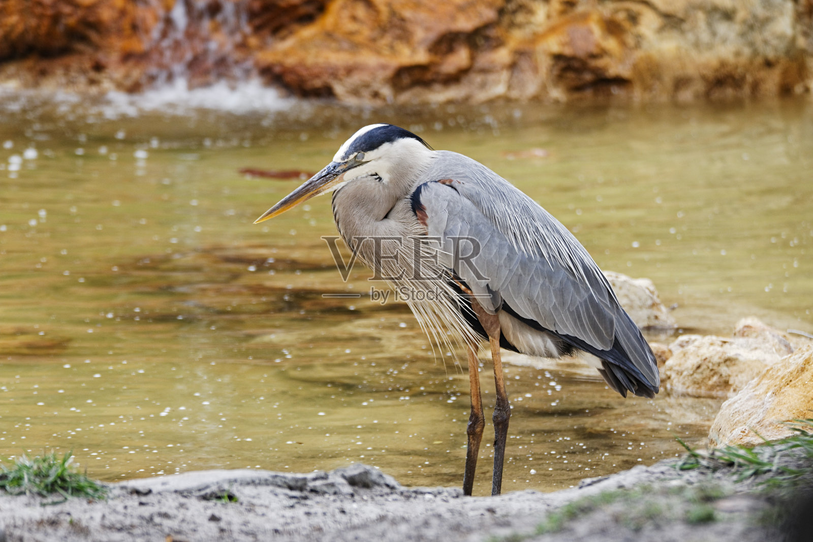 大蓝鹭照片摄影图片
