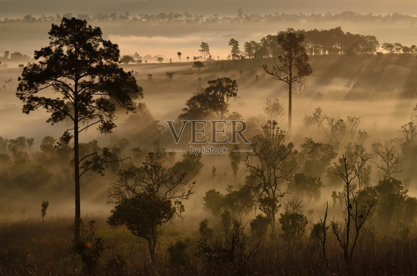 金色的光照片摄影图片