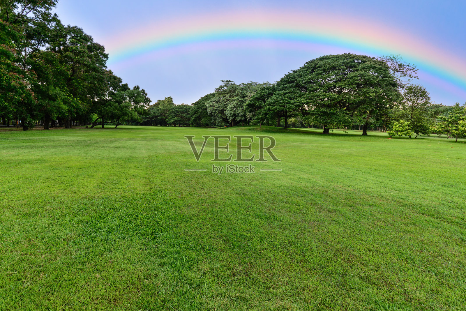 高尔夫球场景观与树和彩虹。照片摄影图片