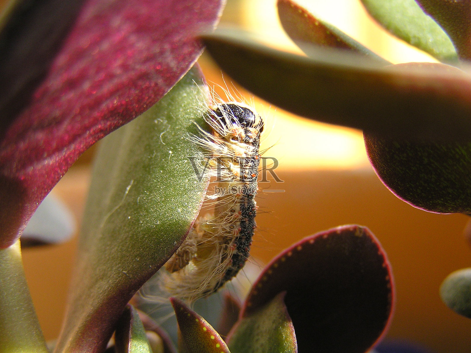 毛毛虫照片摄影图片