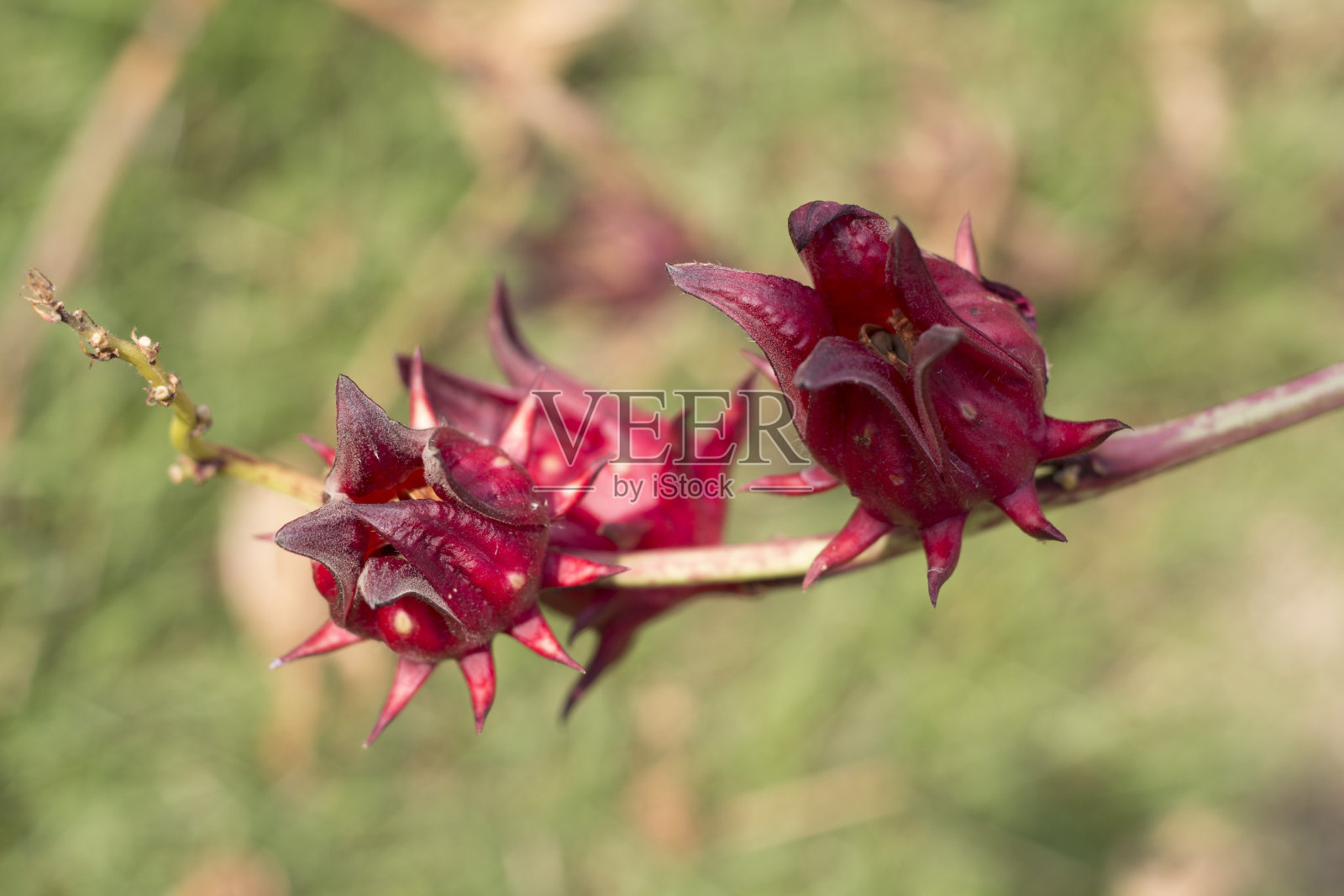 洛神葵水果照片摄影图片
