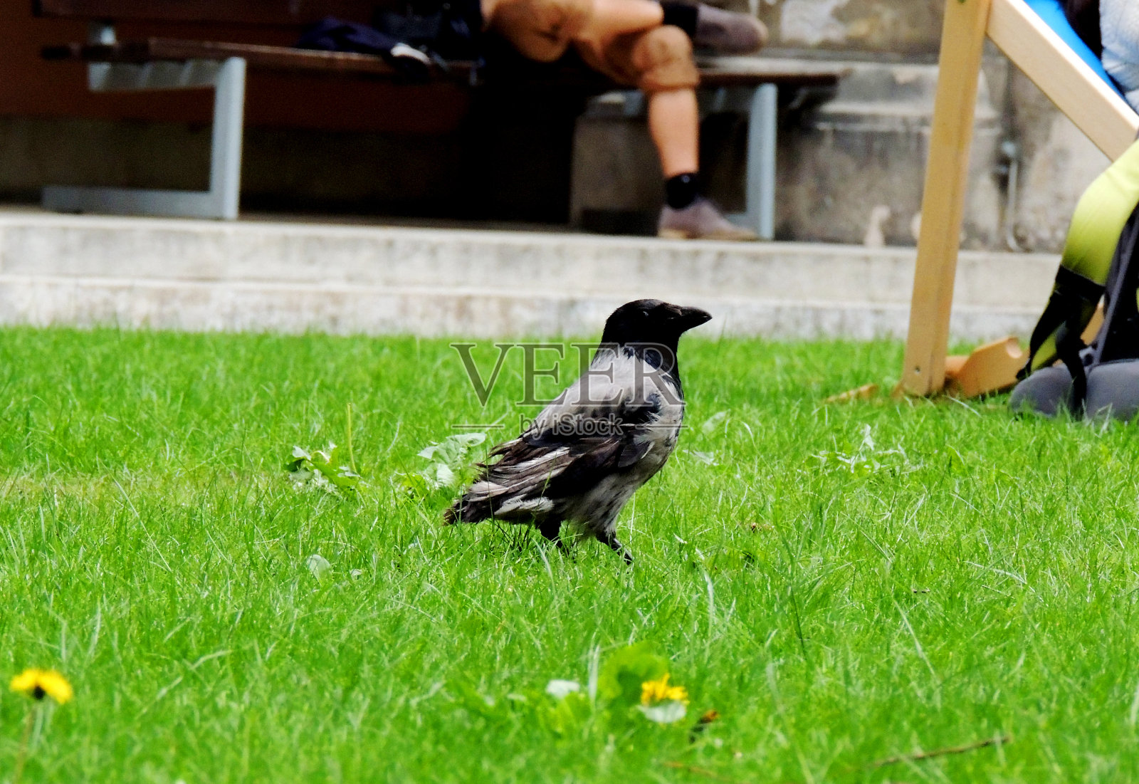 内贝尔克雷赫照片摄影图片