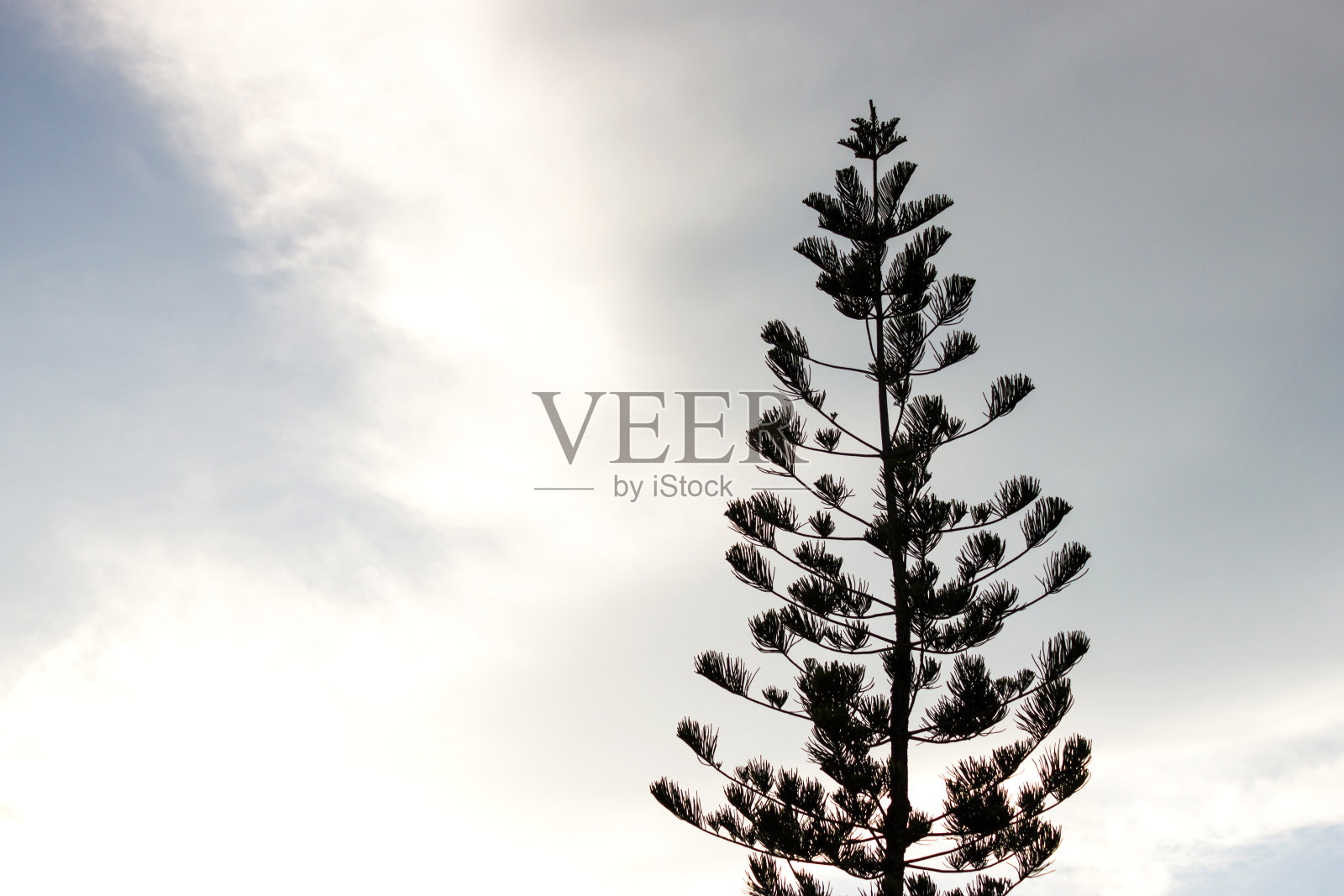松树与云天。轮廓的风格。照片摄影图片