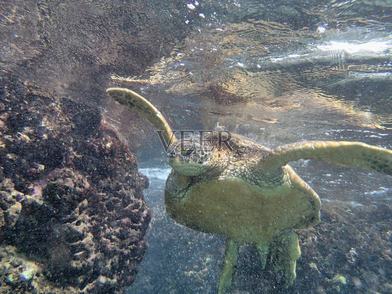 绿海龟照片摄影图片
