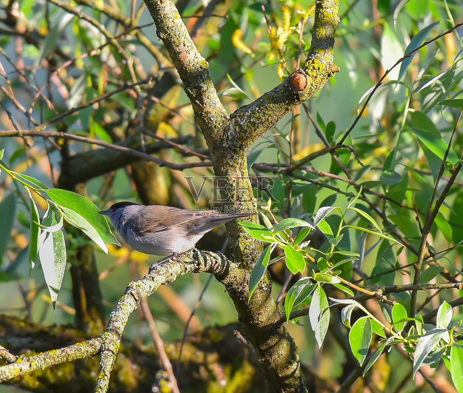 林中树枝上的莺照片摄影图片