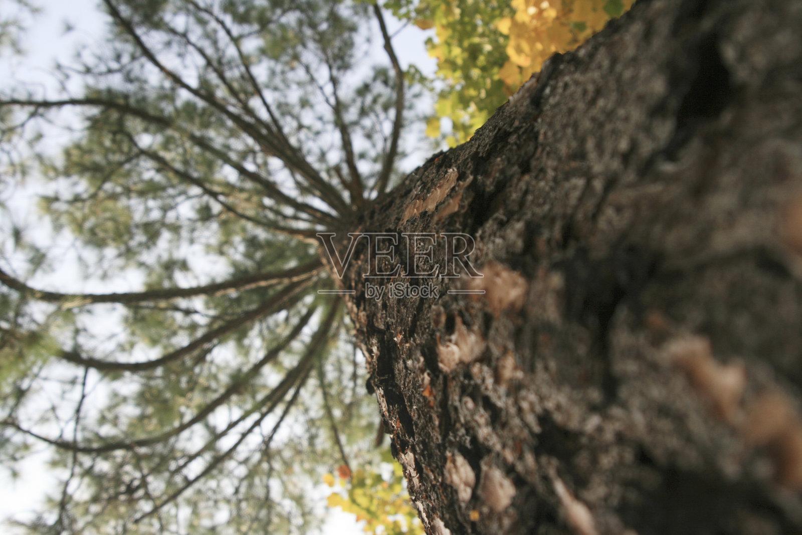 松树照片摄影图片