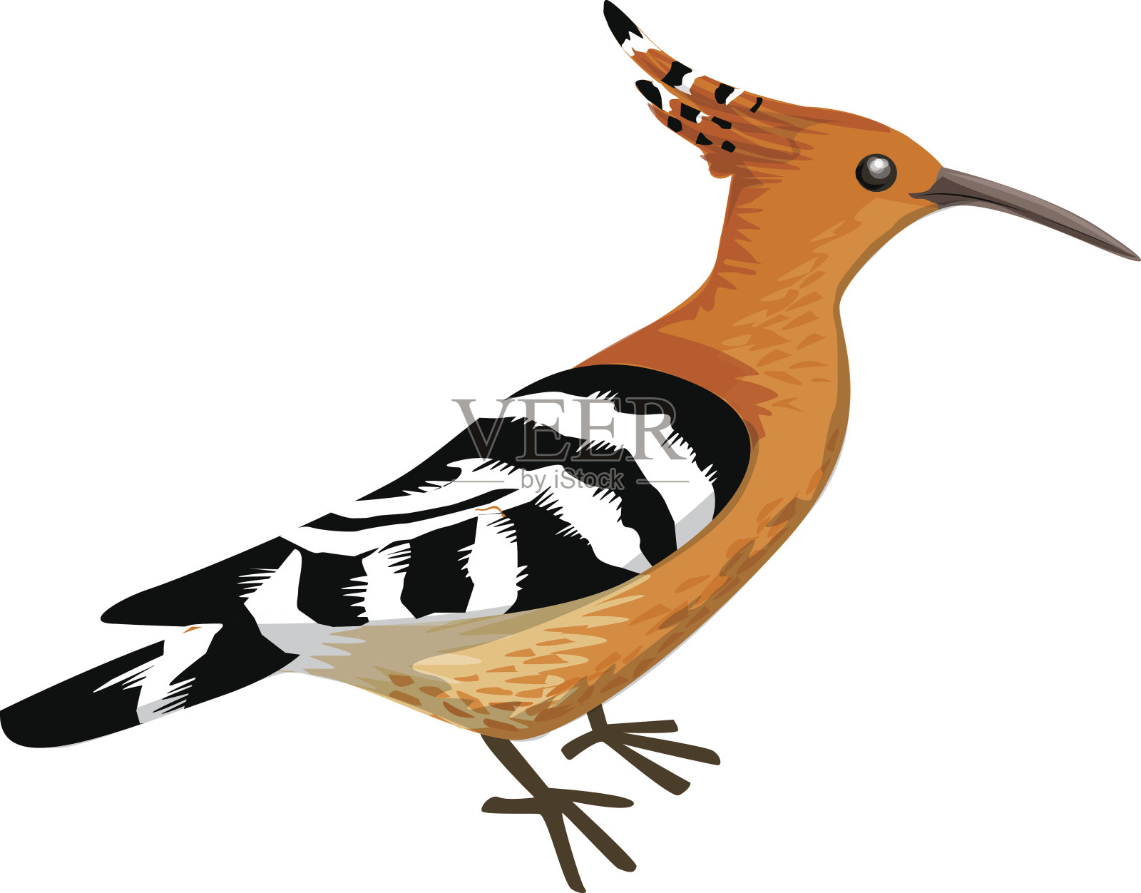 戴胜鸟鸟插画图片素材