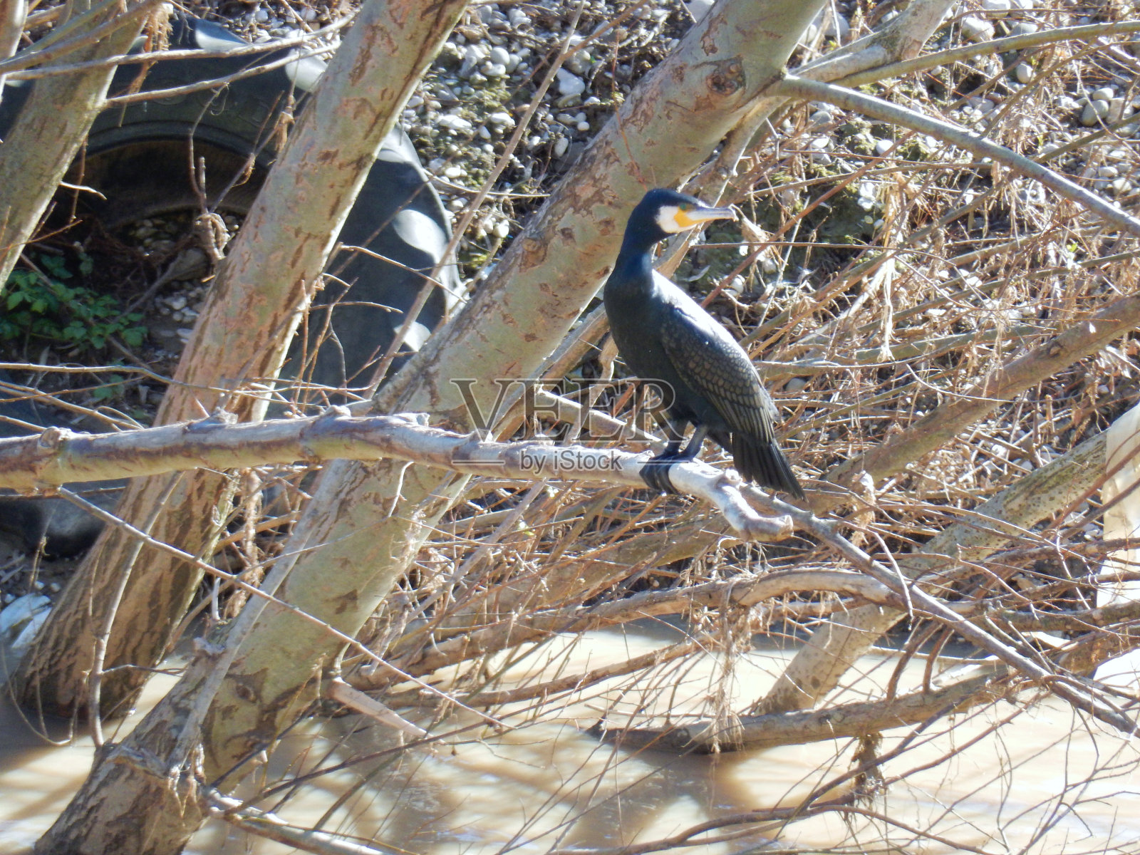 带轮胎的鸬鹚照片摄影图片