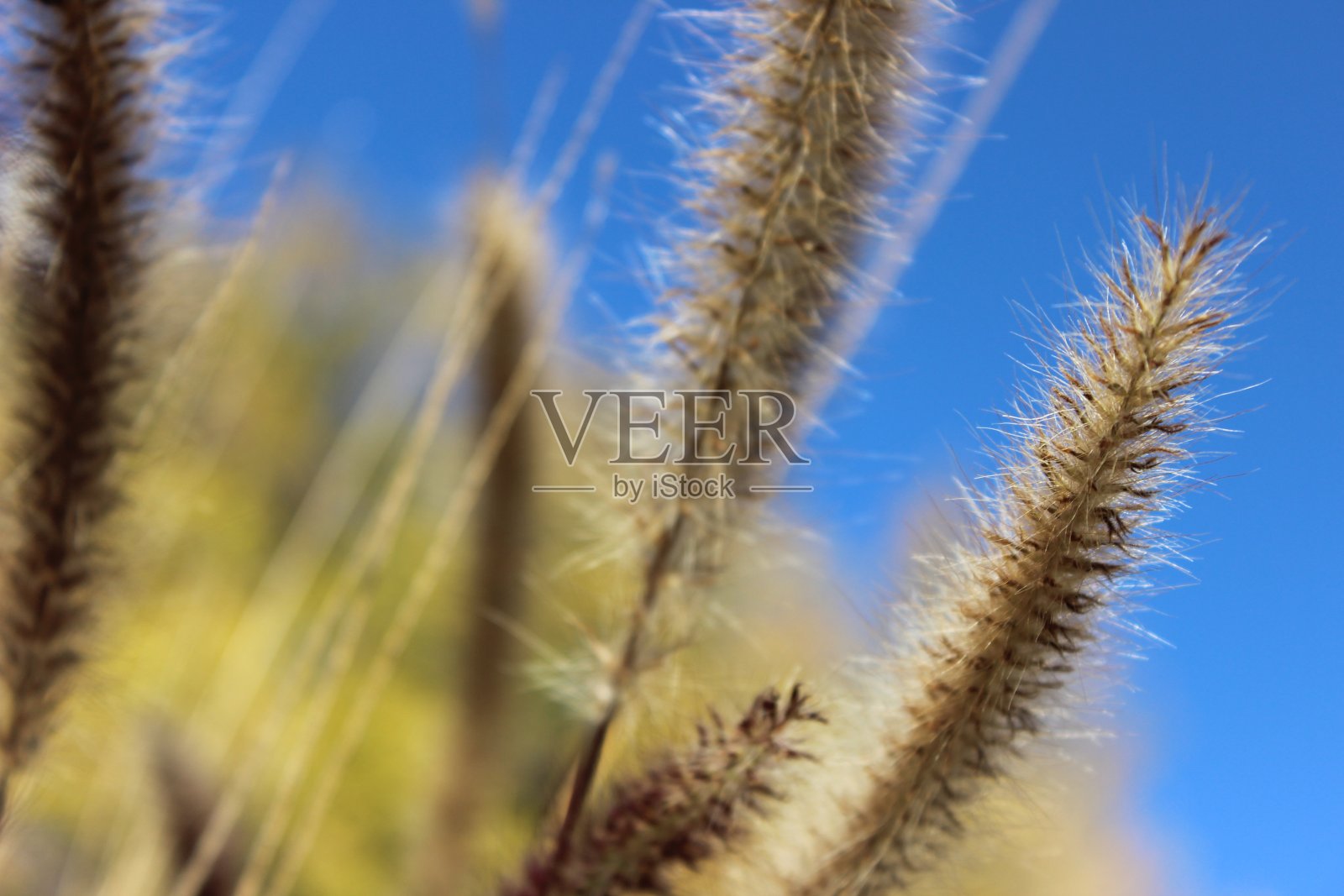 风中的野草照片摄影图片