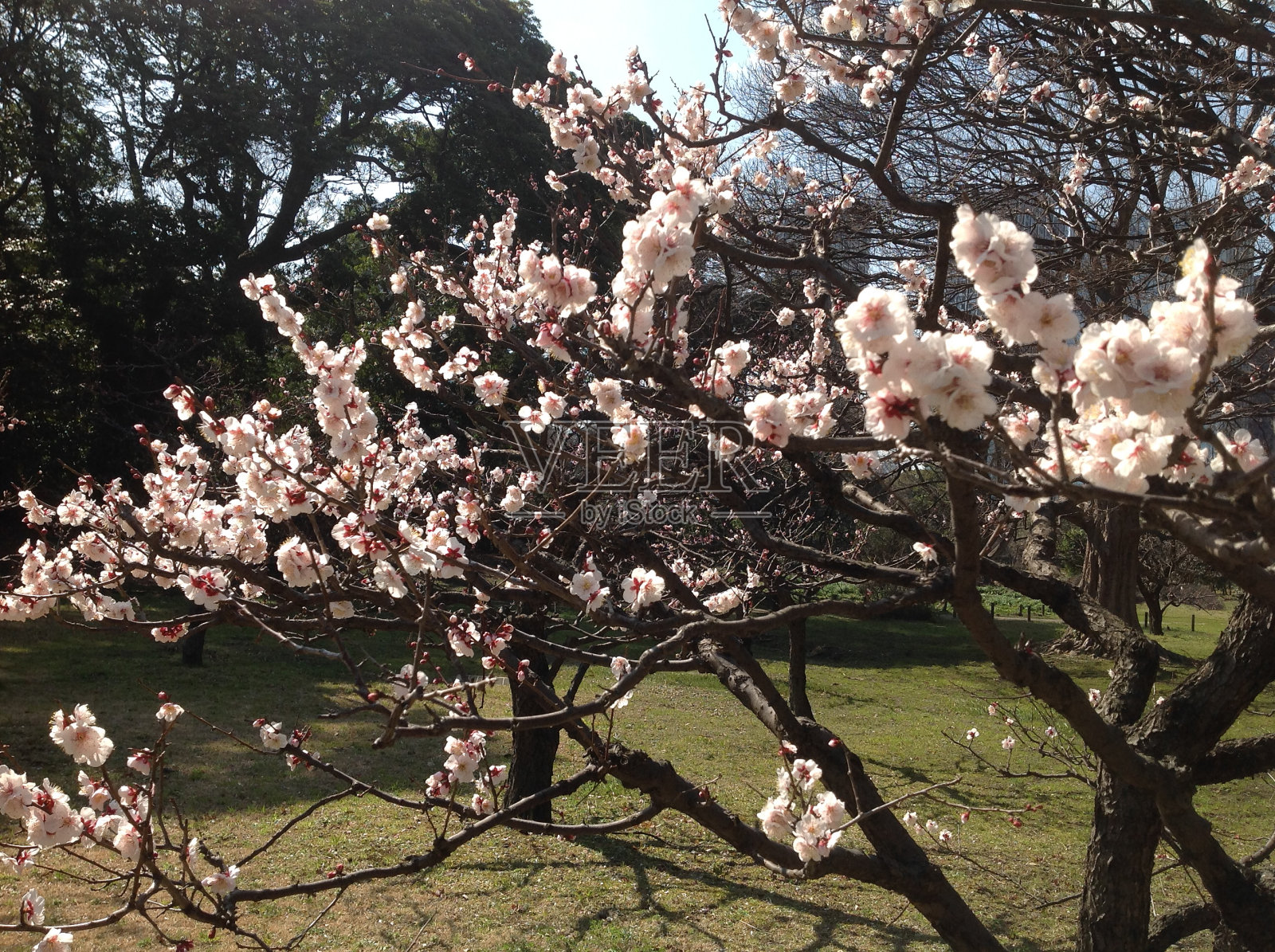 春天的花朵,东京照片摄影图片