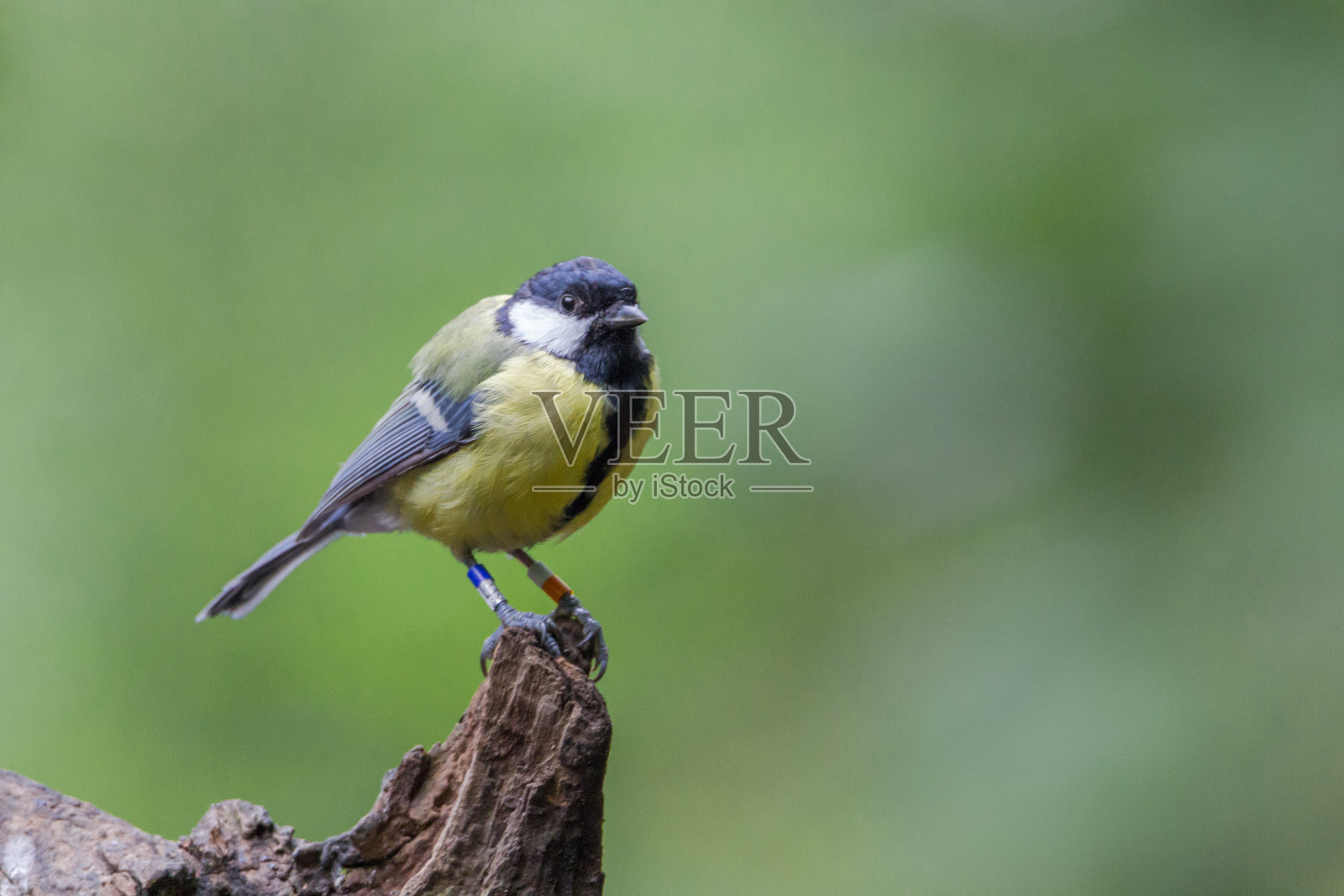 大山雀照片摄影图片