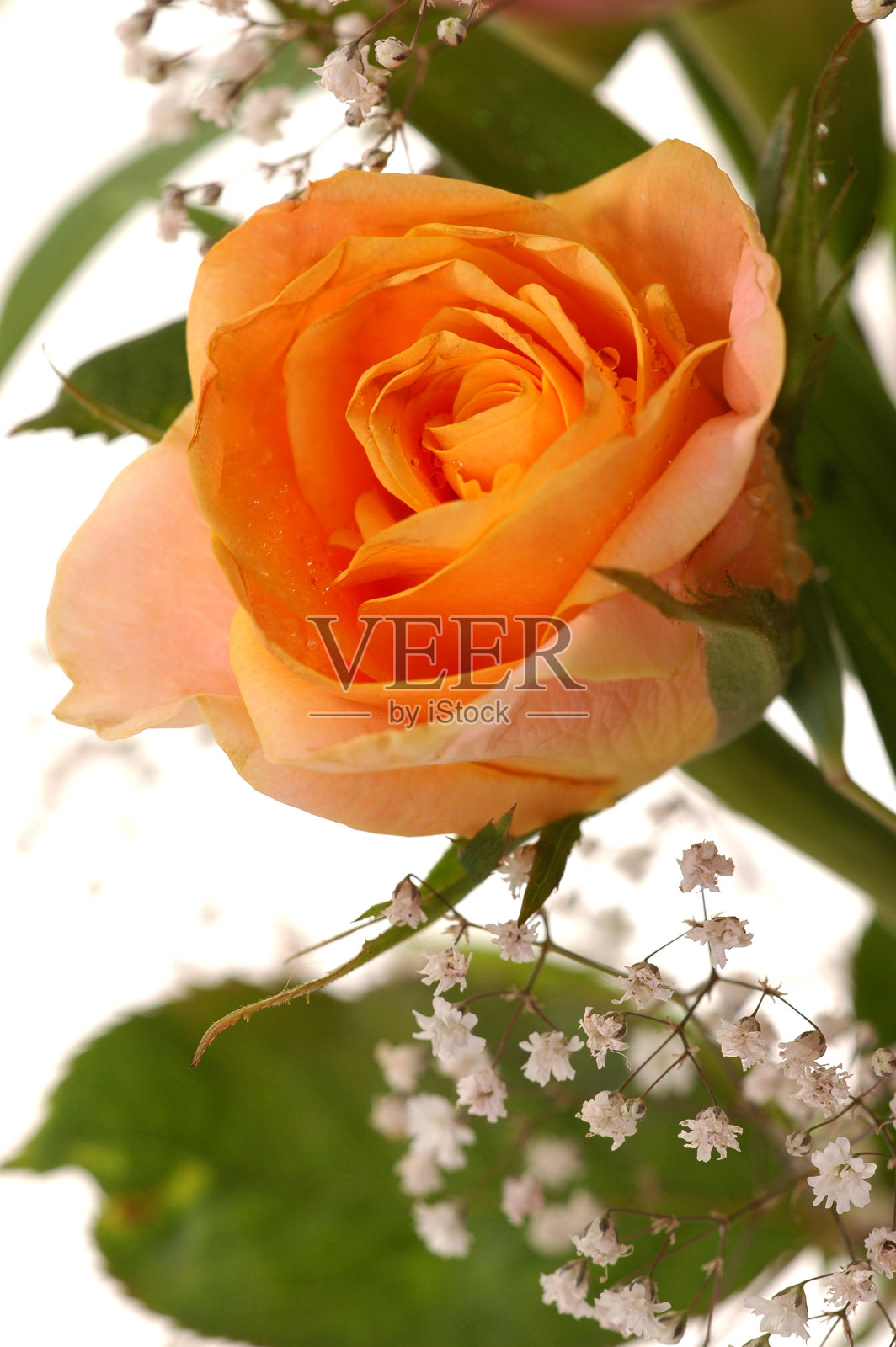 美丽的黄玫瑰照片摄影图片