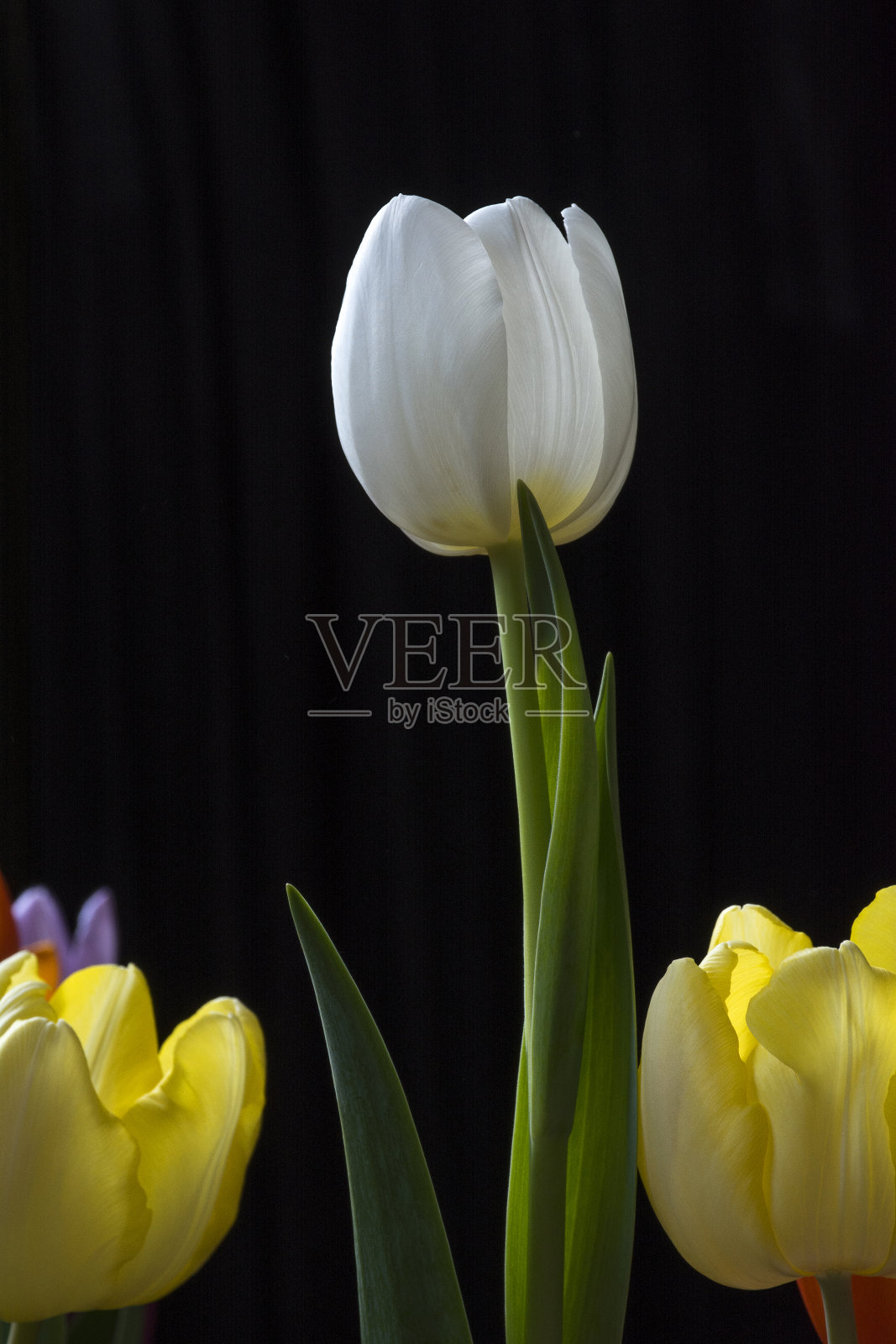 一朵白色的郁金香和黄色的照片摄影图片