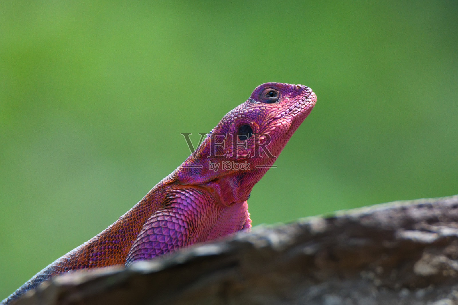 姆万扎平头岩石阿加玛照片摄影图片