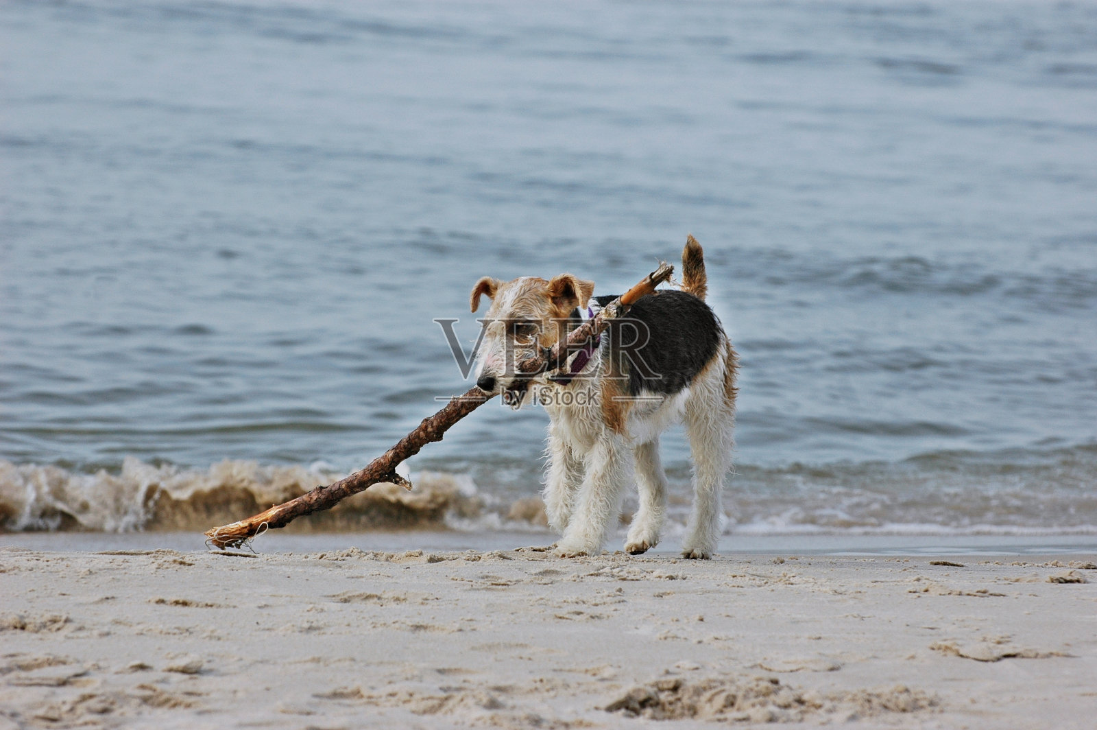 线福克斯梗照片摄影图片
