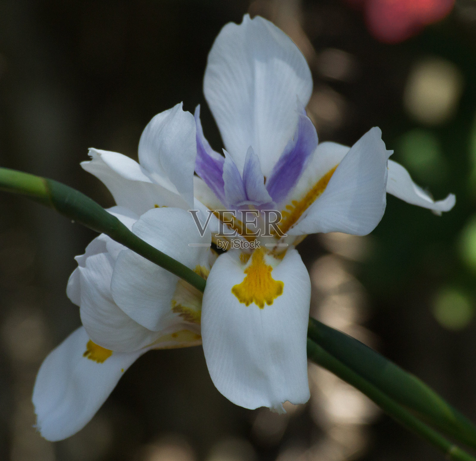 小道虹膜照片摄影图片