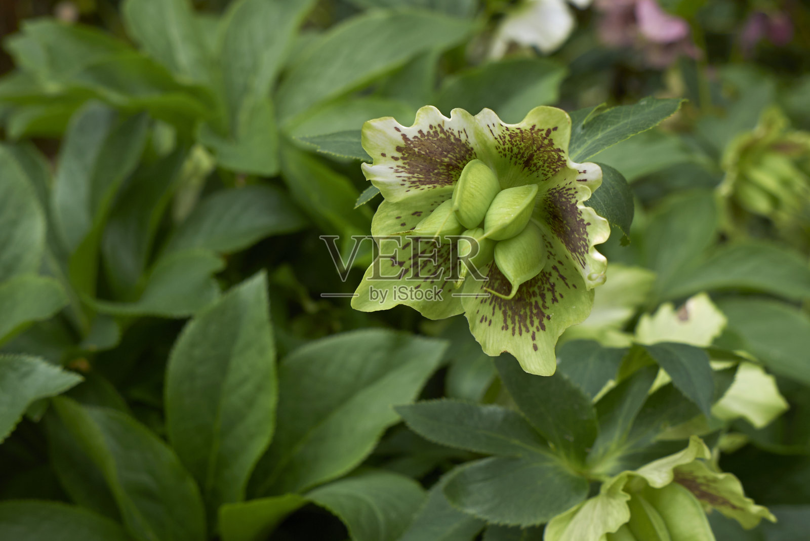 海勒博鲁斯东方人照片摄影图片