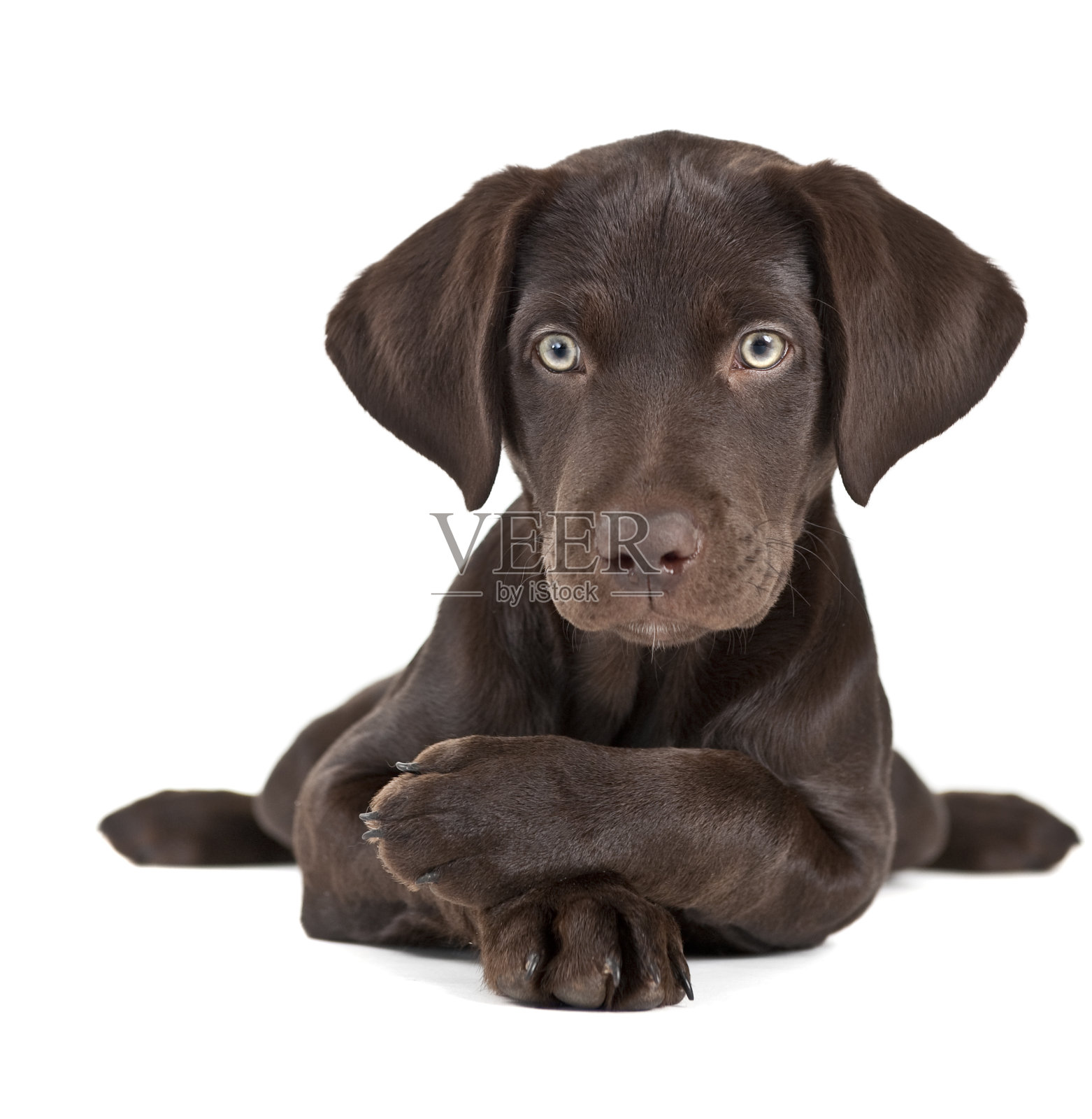 黑色拉布拉多幼犬躺在白色的表面上照片摄影图片