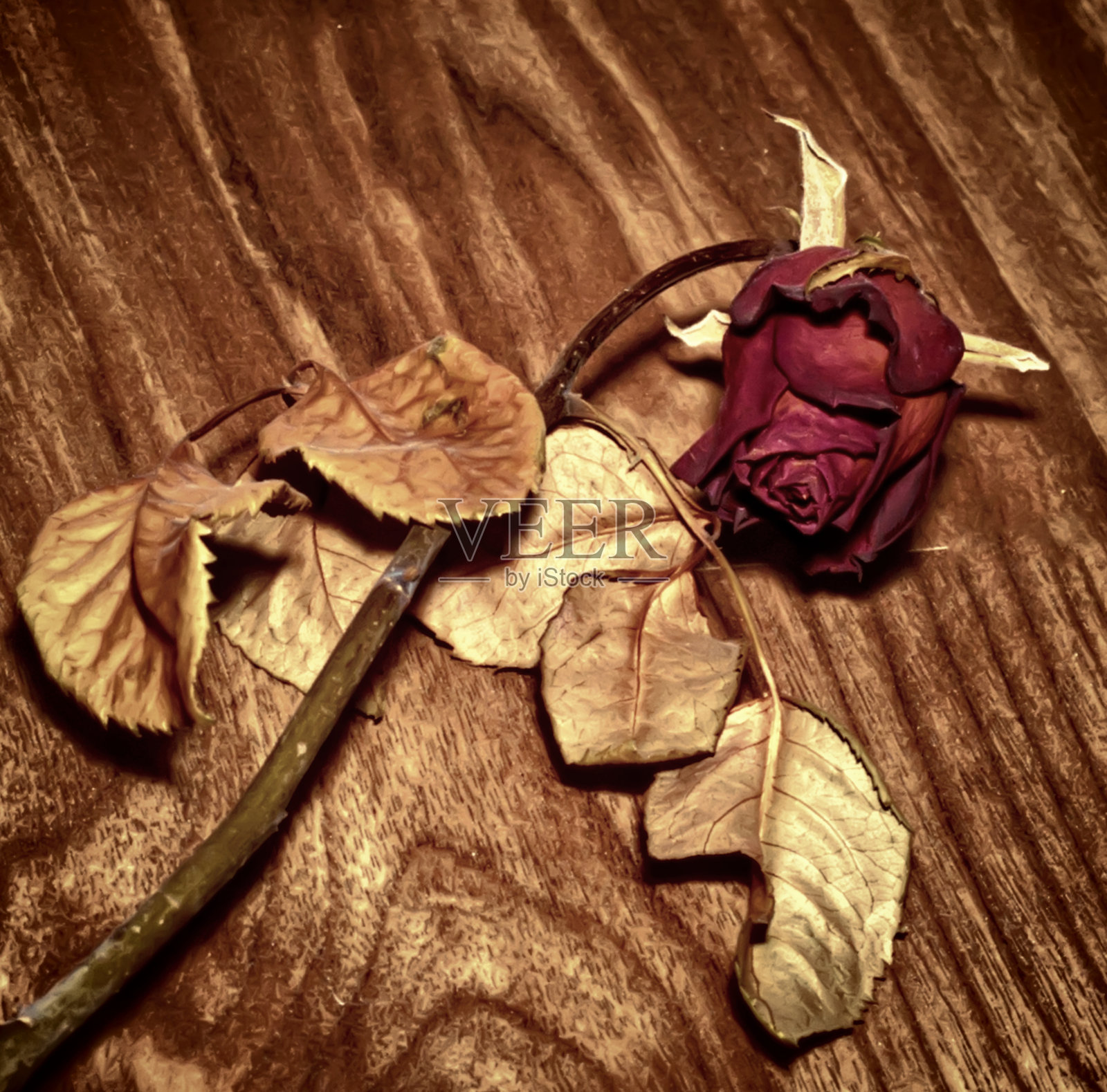 干花-玫瑰照片摄影图片