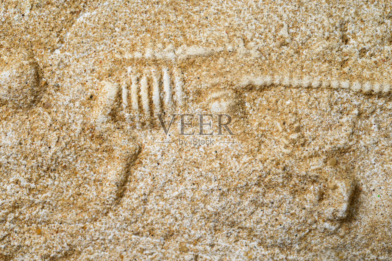 恐龙化石照片摄影图片