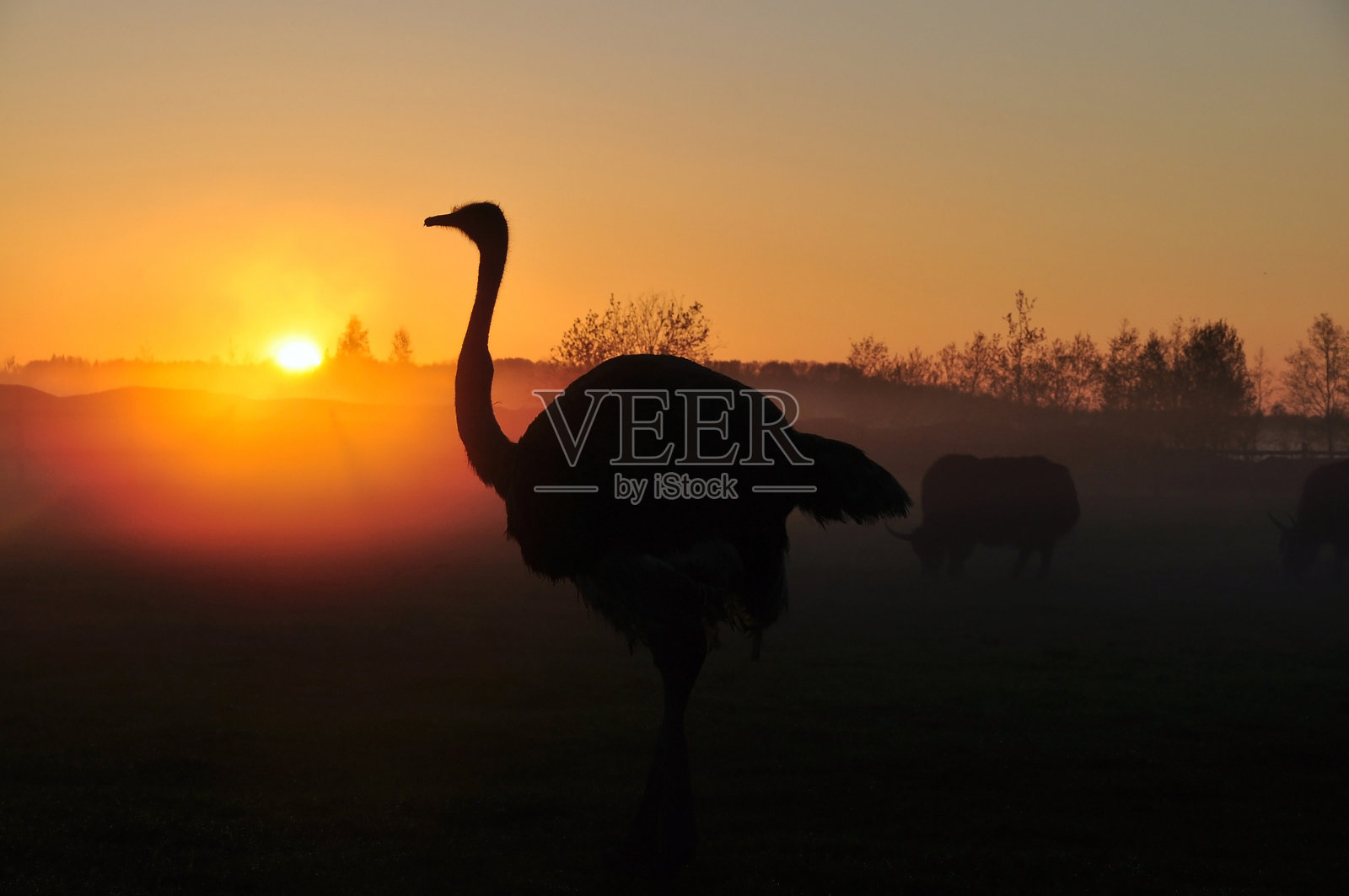 落日背景上的鸵鸟剪影照片摄影图片