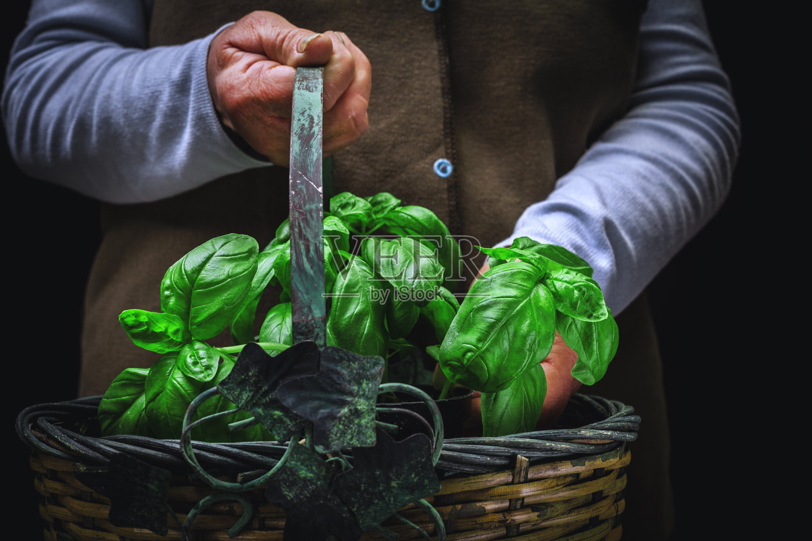 罗勒的植物照片摄影图片