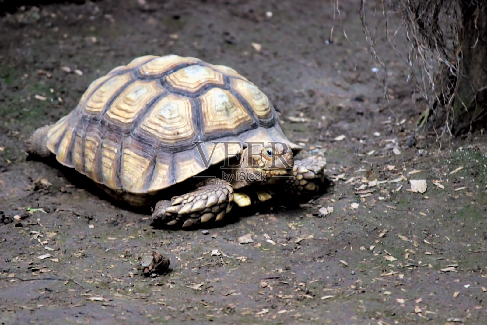 非洲盾臂龟(地龟)照片摄影图片