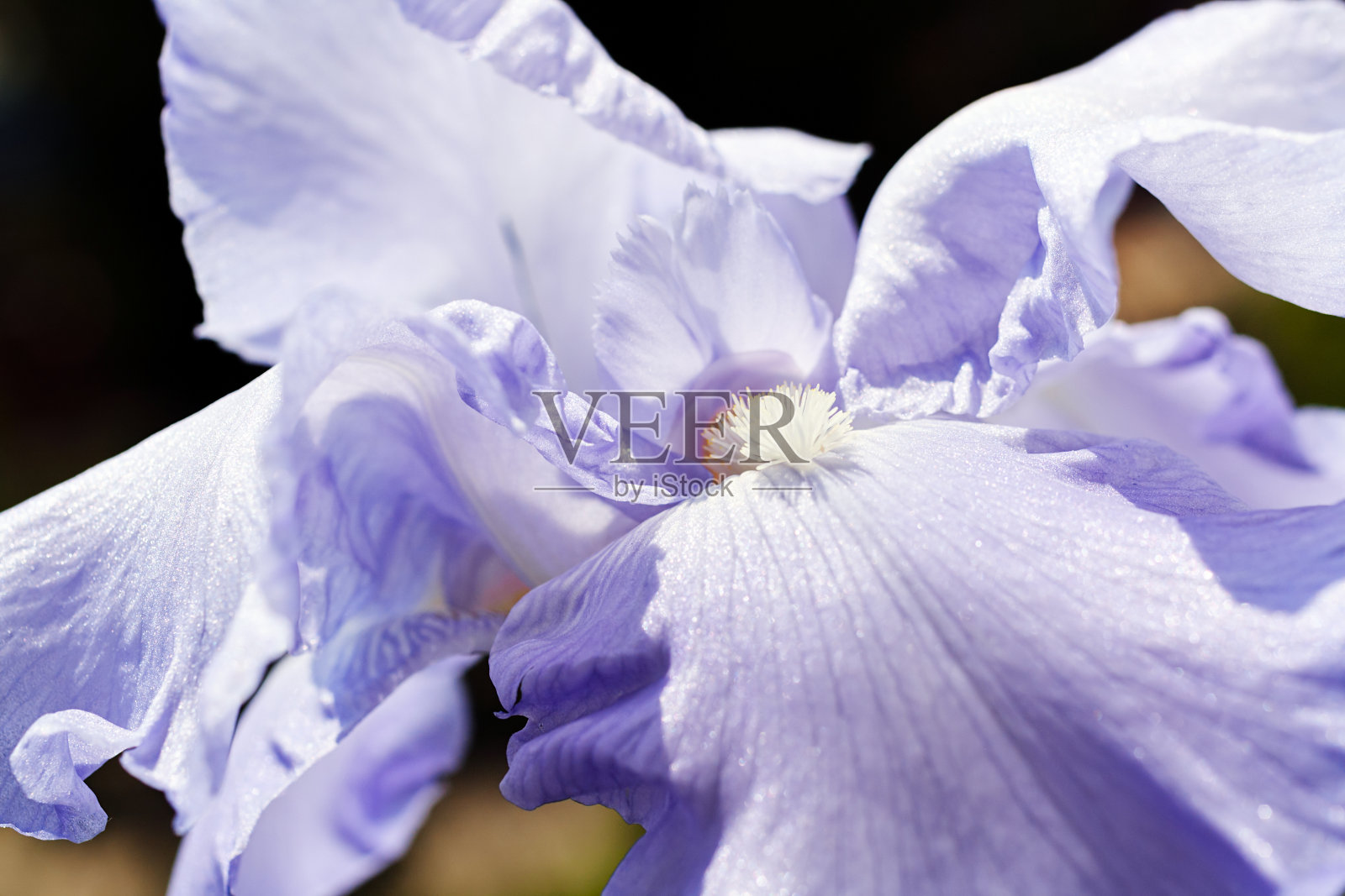 淡紫色的虹膜照片摄影图片