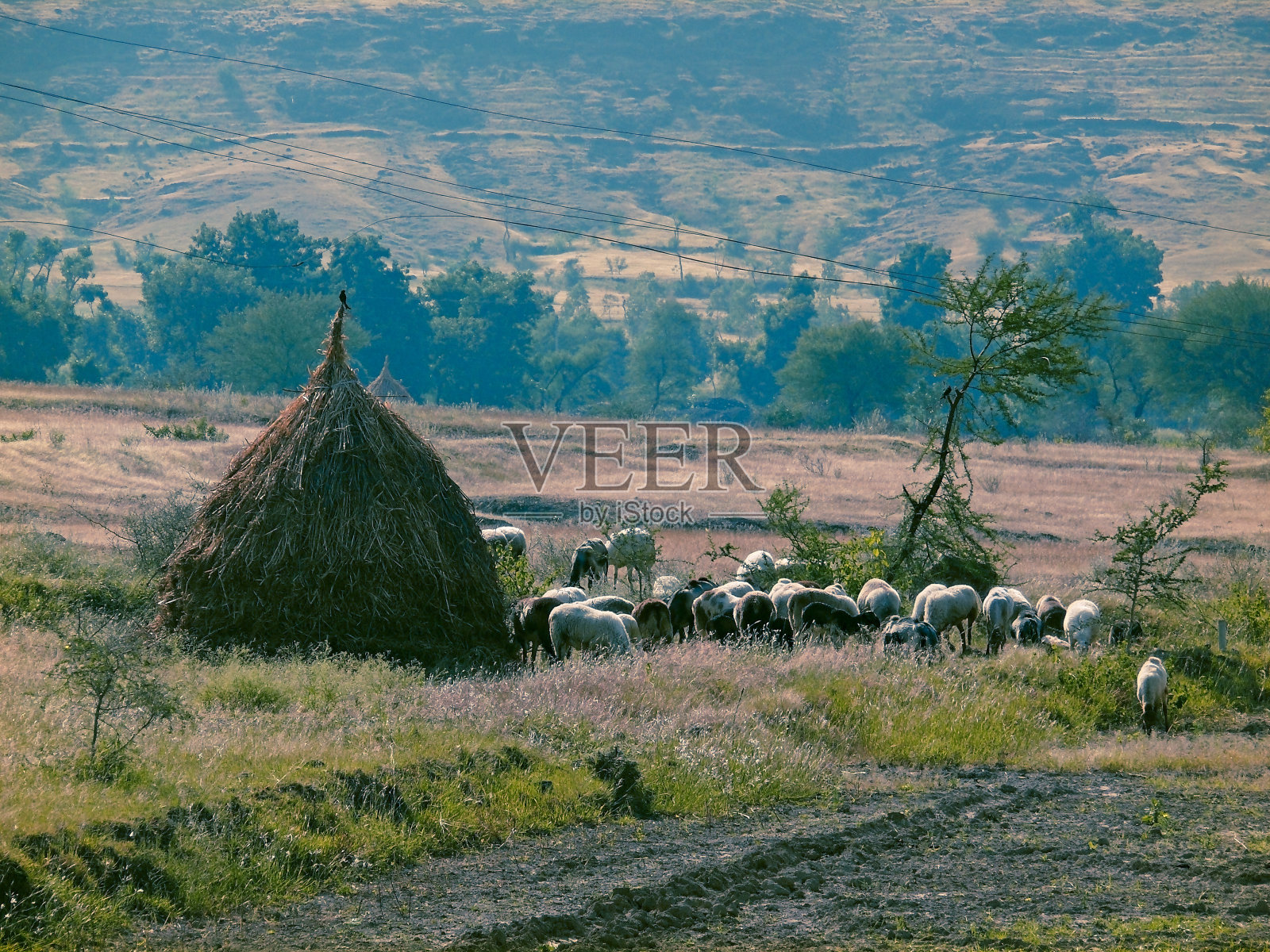 绵羊和山羊成群结队地走着照片摄影图片