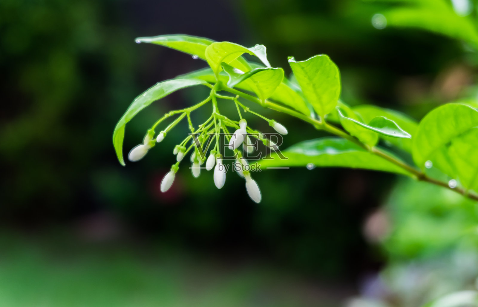 橙色的茉莉花照片摄影图片